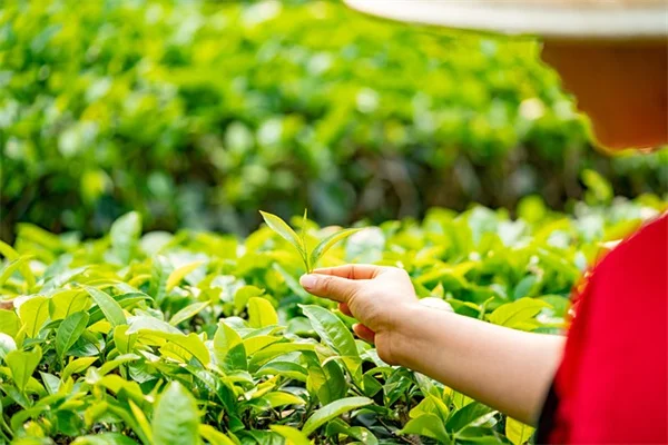 3 Left-Handed Garden Tools That Transform Your Gardening