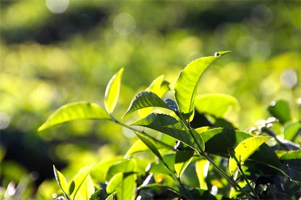 5 Best Nandina Alternatives That Won't Harm Birds