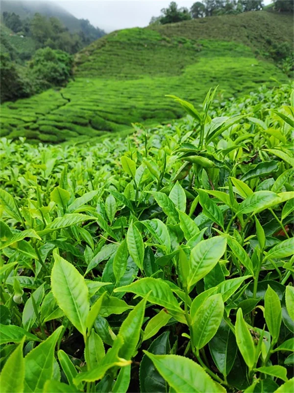 How to Grow Stunning Himalayan Lantern Plants: A Complete Care Guide