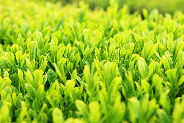 I Started a Garden from Scratch – 10 Beginner Gardening Tips That Work